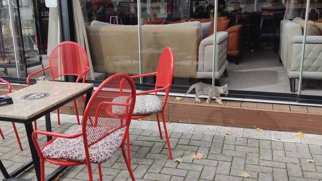 Кошки в Варне в большом почете. До моря 100 метров. Октябрь 2021 года. смотреть онлайн