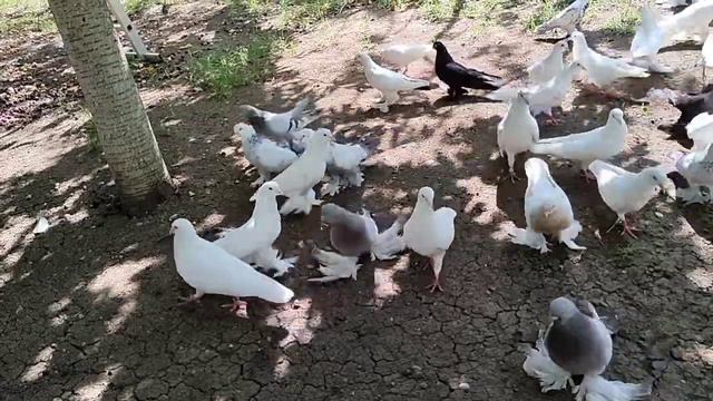 Бойние голуби. Пискуни. 24.06.22 Грузия. Тбилиси смотреть онлайн