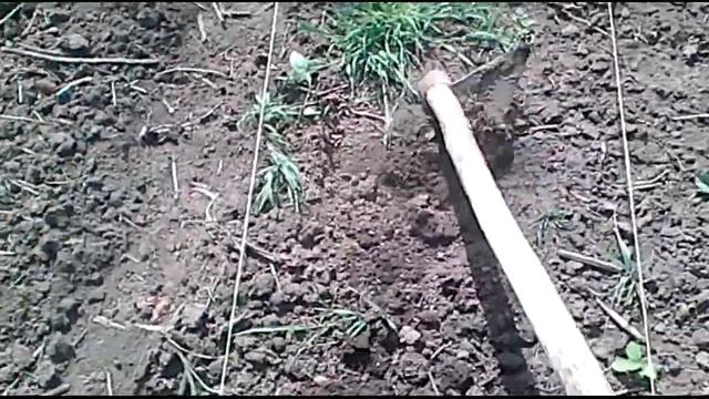 Как обрабытывать саженцы фундука этап 2 смотреть онлайн