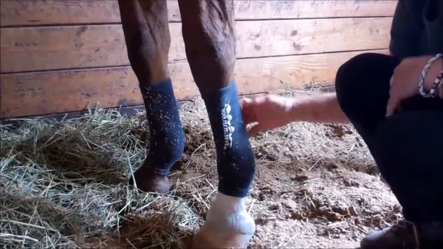 Equisleeve смотреть онлайн