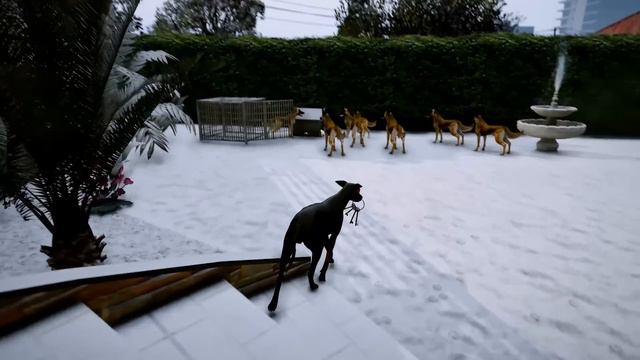 ALMAN KURDU HANS KORKUNÇ DOBERMAN JACK'İ HİLEYLE YENİYOR! - GTA 5 PİTBULL'UN HAYATI смотреть онлайн