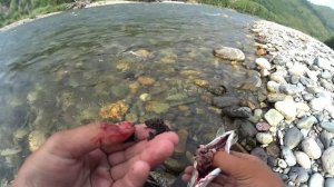 РЫБАЛКА НА ТЕЧЕНИИ СБИВАЮЩЕМ С НОГ!!!Ловля хариуса! Горный Алтай ,таежные реки.