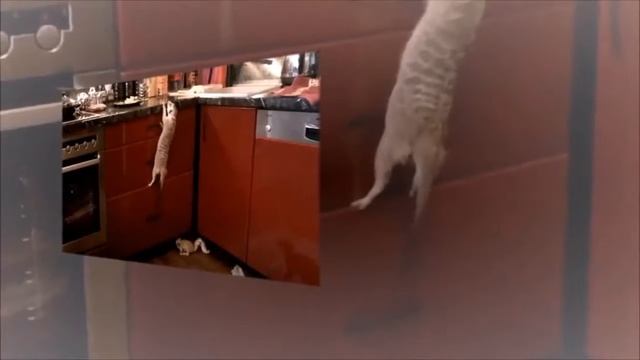 Интересные Животные Сурикаты смотреть онлайн