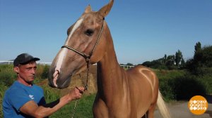 Ой вы кони, мои кони. Доброе утро. Фрагмент выпуска от 11.09.2023