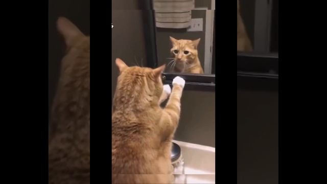 Приколы с животными смотреть онлайн