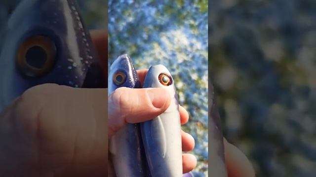 Приманки своими руками. Бигбейты для трофейной щуки #shorts смотреть онлайн