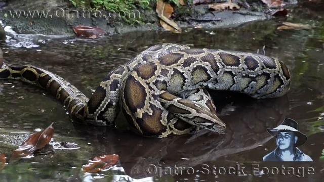 Small Alligator vs Big Python 01 Stock Footage смотреть онлайн