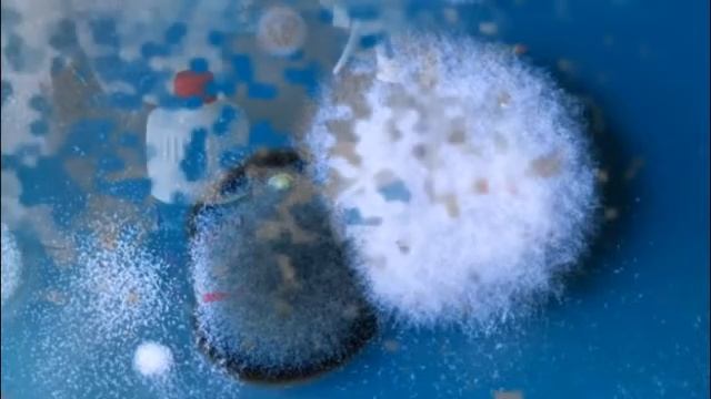 Самые эффективные средства от плесени на стенах в квартире. смотреть онлайн