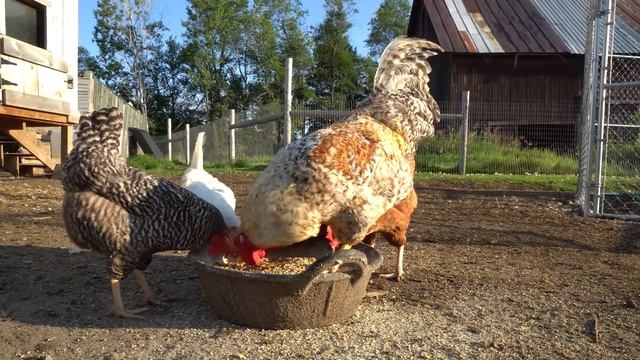 Guard Dog Helps Stop Trespassing Hunters смотреть онлайн
