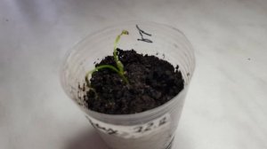 Дихондра/Как спасти дихондру/