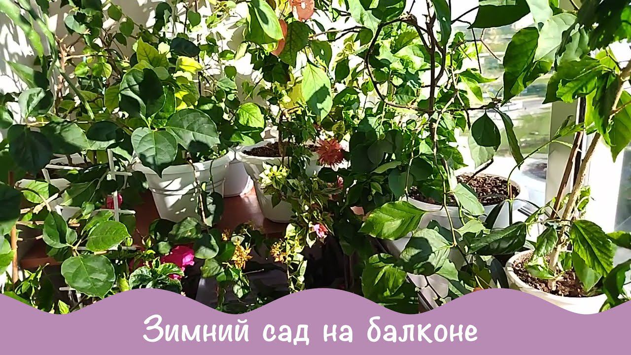 Мою, болтаю, показываю. Зеленый уголок 7 часть. смотреть онлайн