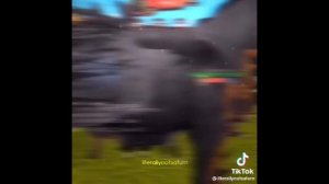 WildCraft Tik Tok ✨🌃