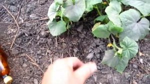 Пластиковая бутылка опять выручает. Поливаем огурцы глубоко под корень