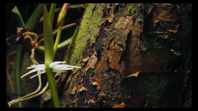 Пойте Иегове 40 "Продолжайте искать прежде Царство" | Keep On Seeking First the Kingdom смотреть онлайн