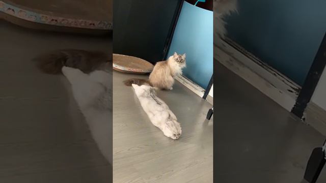 Кот пролился смотреть онлайн