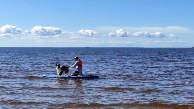 Собака аусси – порода Австралийская овчарка. Описание породы Australian Shepherd смотреть онлайн