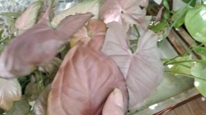 Сингониумы с розовыми листьями