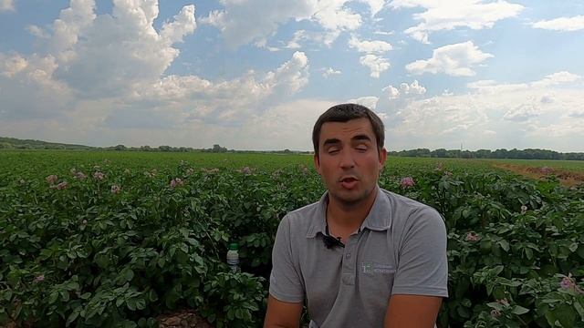 Заражение картофеля альтернариозом, Коломна смотреть онлайн