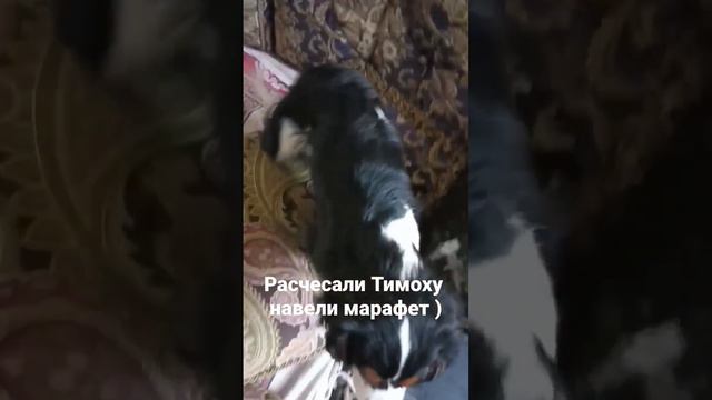 расчесали кавалерчика смотреть онлайн