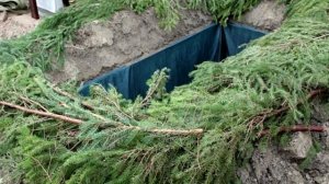 Вот почему нельзя сажать ель возле дома!