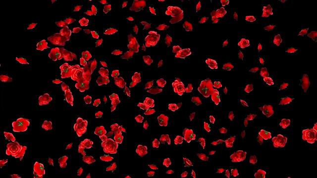 Rose Flowers Falling Animation