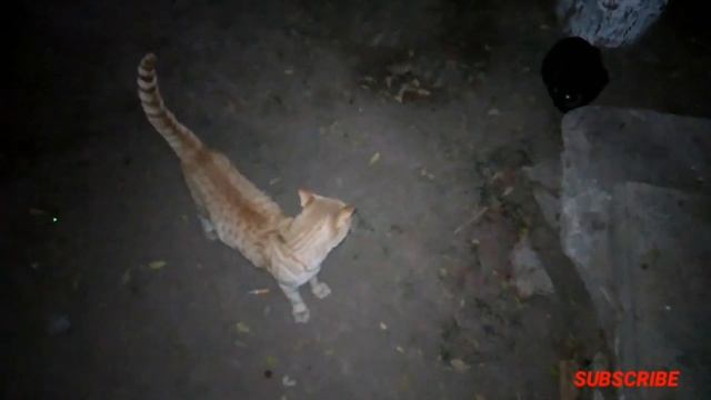 Male Cat In Heat Sounds | Male cat mating call sound effect | Female Cats in Heat sounds | Cat Voic смотреть онлайн