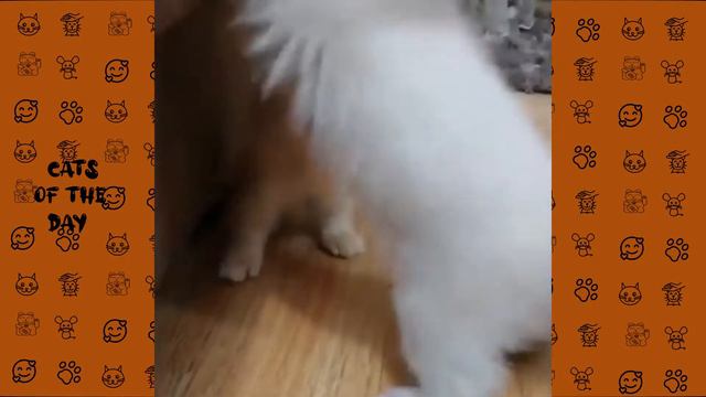 Most cute munchkin cat | Compilation 20-11-21 смотреть онлайн