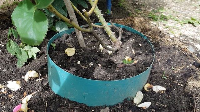 Сорт Вильям Шекспир(Остин) -из кустовой розы перевожу в ПЛЕТИСТУЮ,пытаюсь..17 июня 2021 года смотреть онлайн