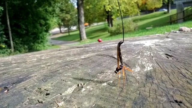 Эфиальт-император (Dolichomitus imperator) смотреть онлайн