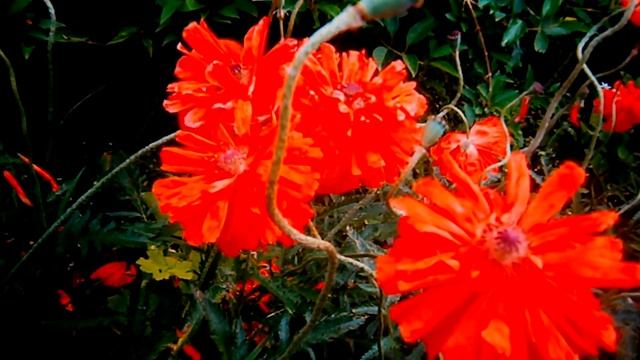 Мак. Декоративная форма. Посадка и уход.