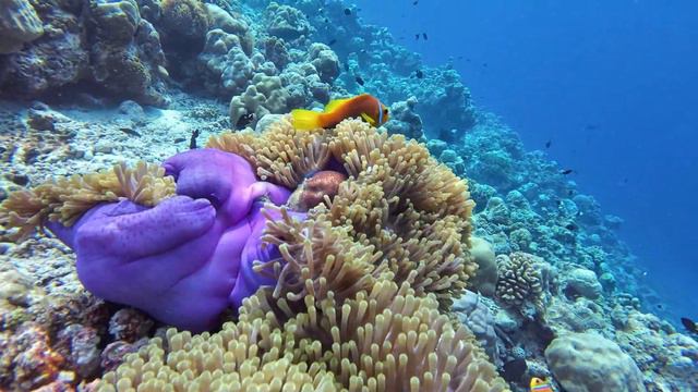 Maldives - Snorkeling Around Adaaran Select Meedhupparu  [ HD-60fps ]