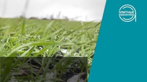 Подкормка озимой пшеницы: чем, когда и как. Микроудобрения и аминокислотные перпараты.