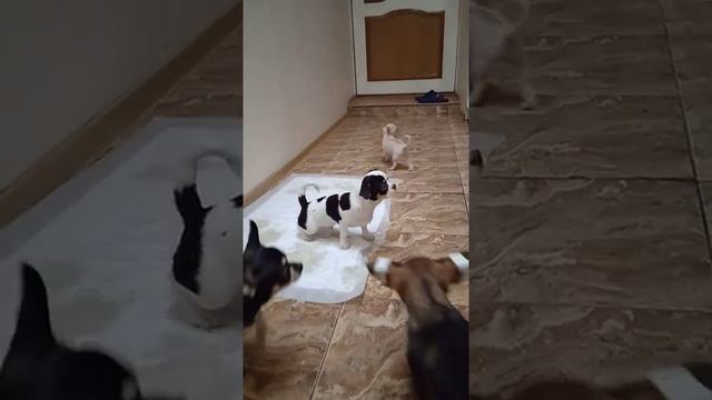 детки чихуахуа после сна вечернего смотреть онлайн