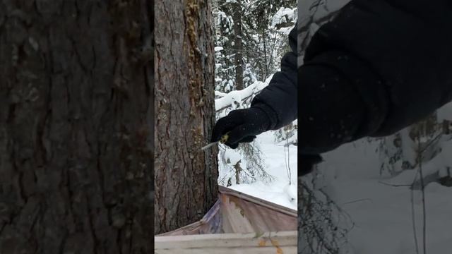 Сбор живицы-смолы кедра без подсочки, часть 1 смотреть онлайн