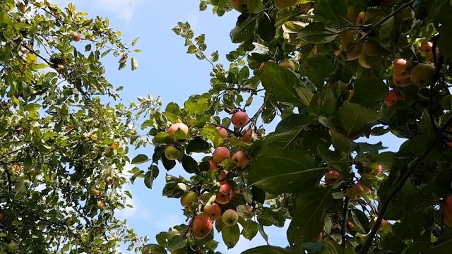 Грибы / В сентябре под яблоней смотреть онлайн