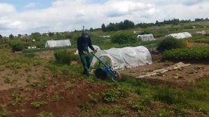 Окучник для картофеля своими руками, или как не надорвать спину - полная версия