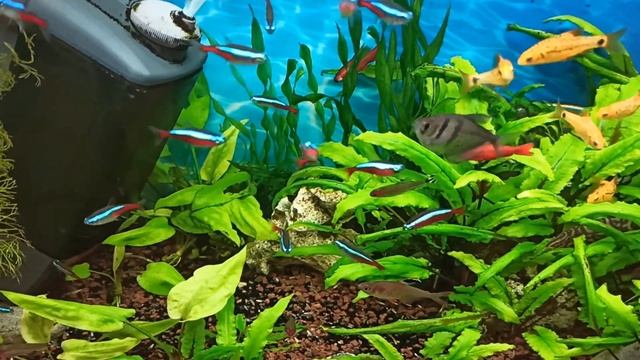 Фильтр в аквариуме упал на дно и не работал/ Выручил компрессор, включенный на ночь смотреть онлайн