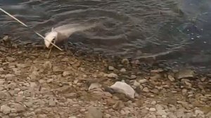 Ловля сома на лягушку. Рыбалка на сома с берега!!!