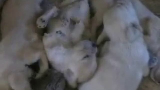 Смешные щенки Смешные щенки спят смотреть онлайн