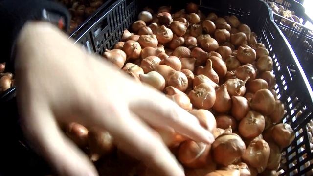 Первая поставка луковиц тюльпанов из Голландии 2021 смотреть онлайн