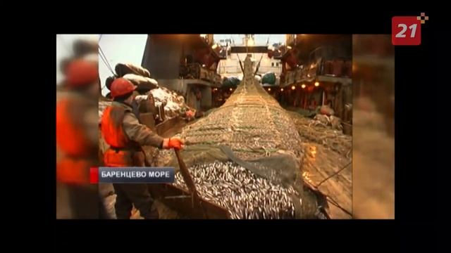 Мойвы не будет. Промысел «народной рыбки» на 2021 год решили отменить смотреть онлайн