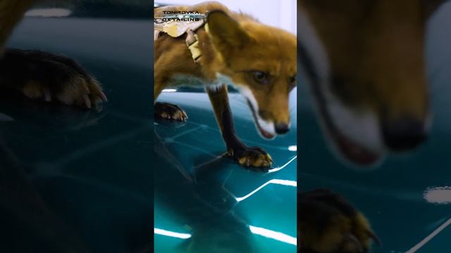 Антигравийная пленка - тест Лисой смотреть онлайн