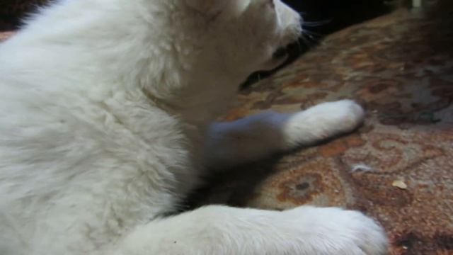 ЗЛАТА МЯСКА??? А  МЯСА ДАВАЙ!!!