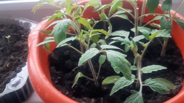 воскресный день/рассаживаю помидоры 🍅 смотреть онлайн