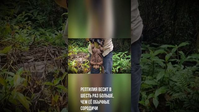 В Австралии нашли самую большую в мире жабу. A giant frog is found in Australia смотреть онлайн