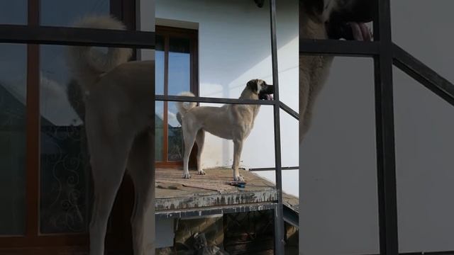 Турецкий кангал ANATOLIAN SHEPHERD DOG смотреть онлайн