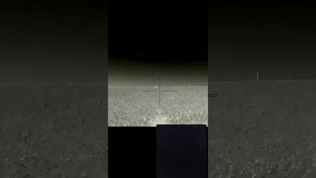 IRay Saim Scl25w , подход к крупному кабану.