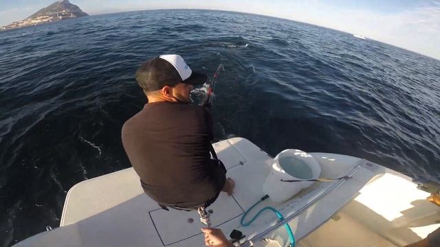 TOPWATER Full Speed Giant Tuna Attack / Strike - Popping in a Feeding Frenzy смотреть онлайн