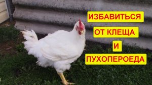 3 способа избавиться от пухопероеда и клеща