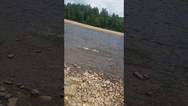 Таймень. р. Гилюй смотреть онлайн